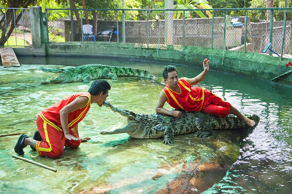 Samui Crocodile Farm – Koh Samui - Ayany Travel-Ayany Travel