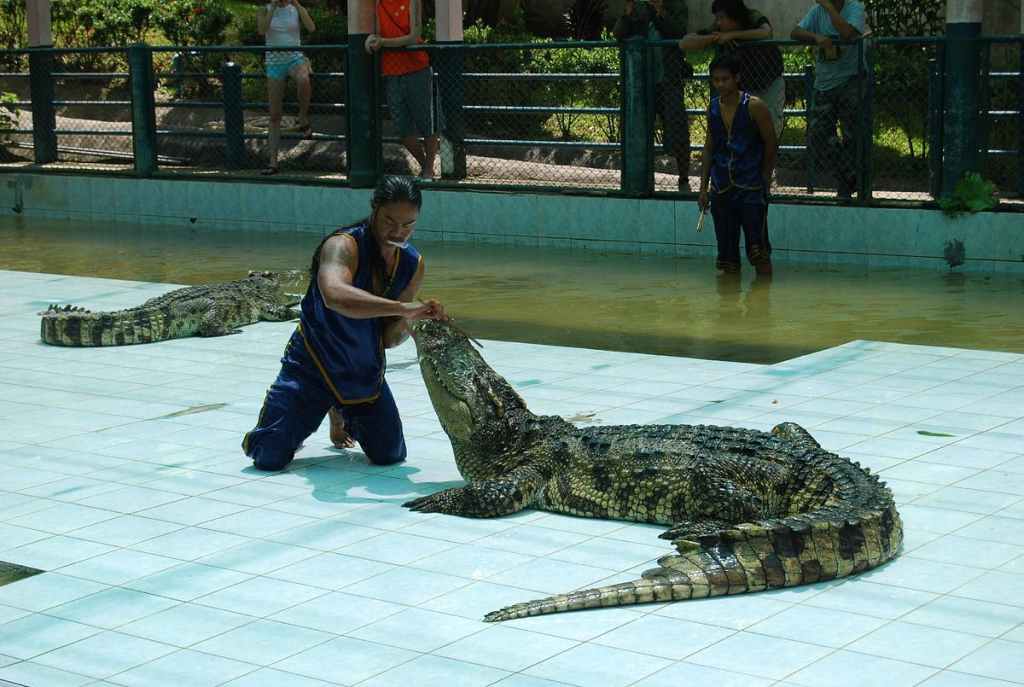 图片[2]-Samui Crocodile Farm – Koh Samui - Ayany Travel-Ayany Travel