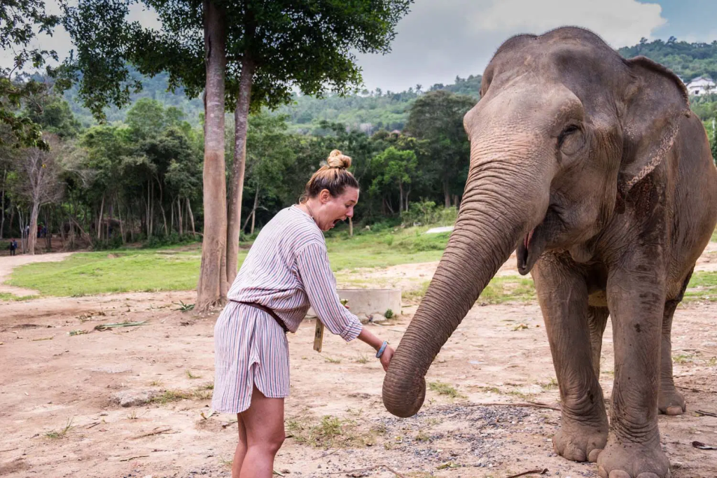 图片[6]-Samui Elephant Sanctuary Overview - Ayany Travel-Ayany Travel