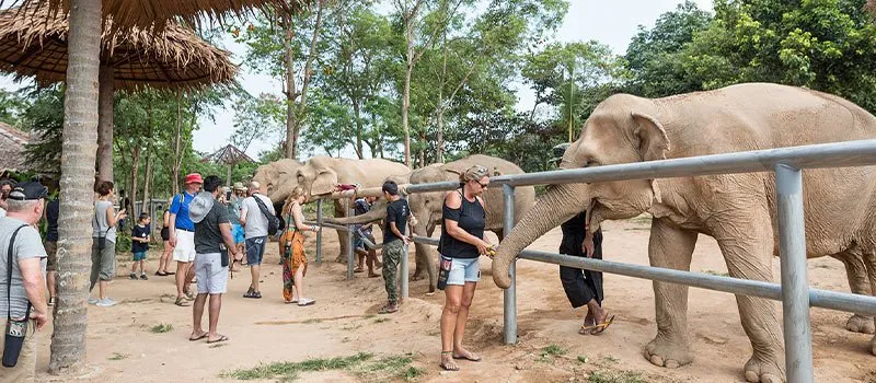 图片[4]-Samui Elephant Sanctuary Overview - Ayany Travel-Ayany Travel