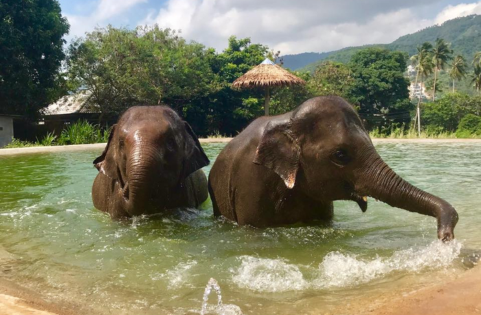 图片[3]-Samui Elephant Sanctuary Overview - Ayany Travel-Ayany Travel