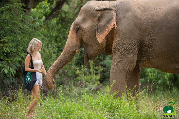 图片[2]-Samui Elephant Sanctuary Overview - Ayany Travel-Ayany Travel