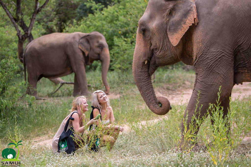 Samui Elephant Sanctuary Overview - Ayany Travel-Ayany Travel