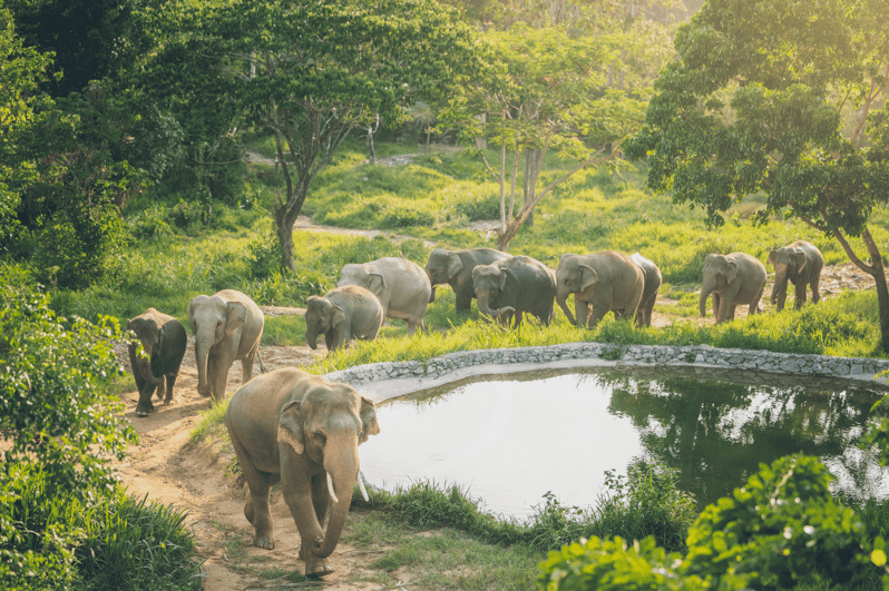 图片[4]-🐘 Elephant Sanctuary Day Tour in Koh Samui 🌿 - Ayany Travel-Ayany Travel