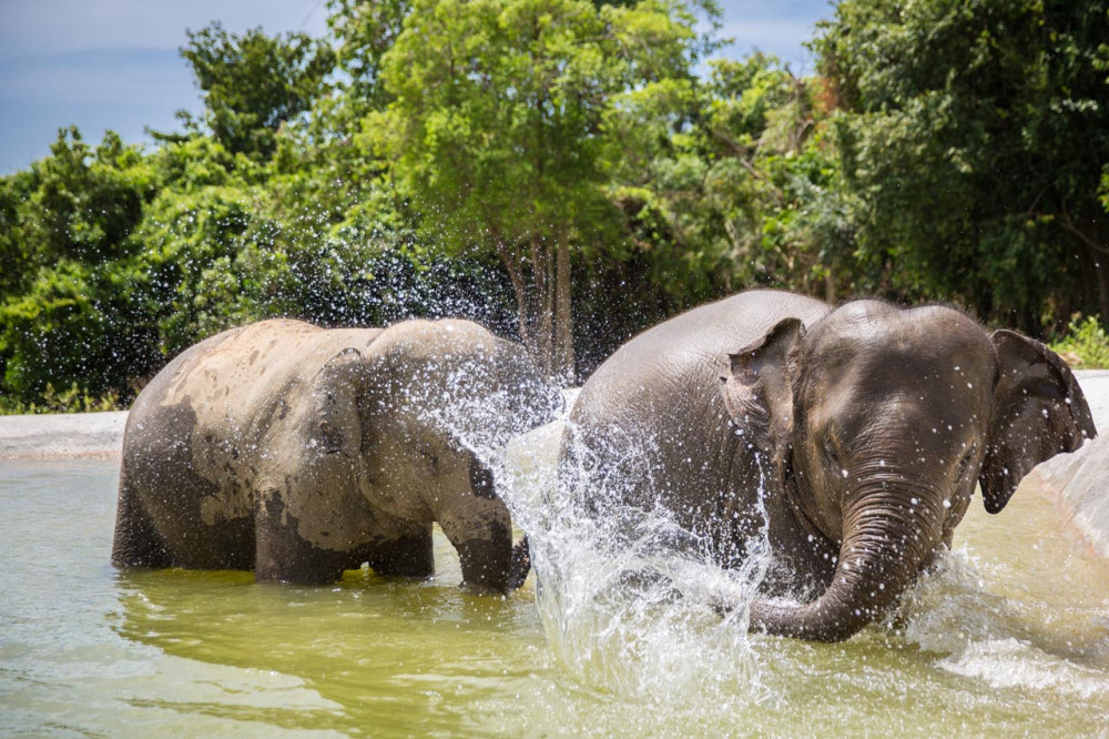 图片[3]-🐘 Elephant Sanctuary Day Tour in Koh Samui 🌿 - Ayany Travel-Ayany Travel