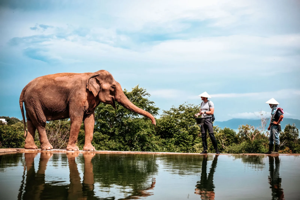 🐘 Elephant Sanctuary Day Tour in Koh Samui 🌿 - Ayany Travel-Ayany Travel