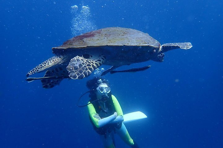 图片[6]-🌊 Koh Samui Scuba Diving Experience Day Tour 🐠🤿 - Ayany Travel-Ayany Travel