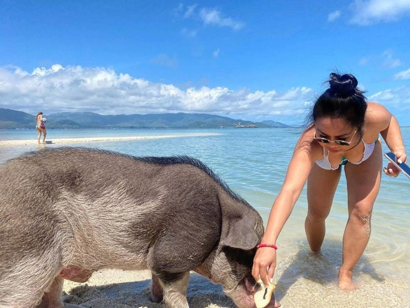 图片[6]-🌴 Pig Island (Koh Mudsum) - Your Perfect Day Trip from Koh Samui 🐷🌊 - Ayany Travel-Ayany Travel