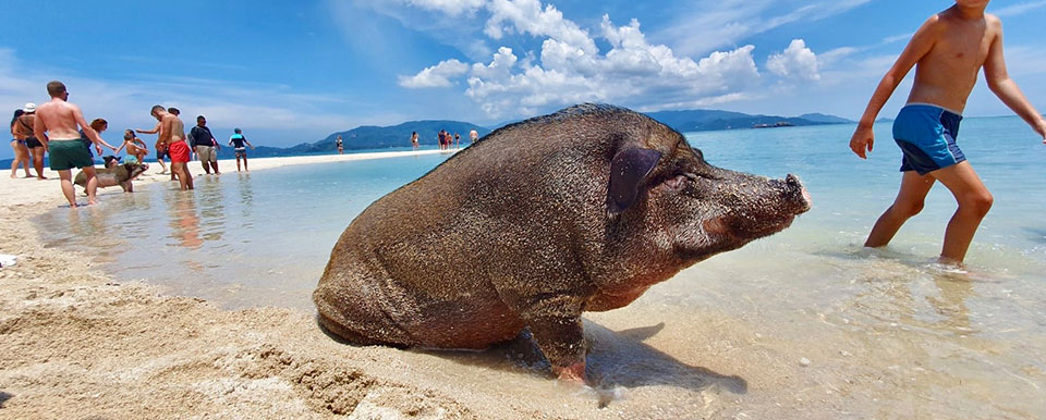 图片[5]-🌴 Pig Island (Koh Mudsum) - Your Perfect Day Trip from Koh Samui 🐷🌊 - Ayany Travel-Ayany Travel