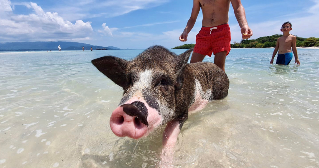 图片[4]-🌴 Pig Island (Koh Mudsum) - Your Perfect Day Trip from Koh Samui 🐷🌊 - Ayany Travel-Ayany Travel