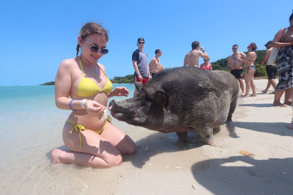 图片[3]-🌴 Pig Island (Koh Mudsum) - Your Perfect Day Trip from Koh Samui 🐷🌊 - Ayany Travel-Ayany Travel