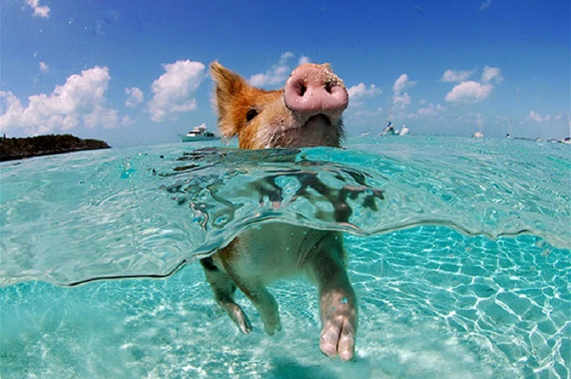 🌴 Pig Island (Koh Mudsum) - Your Perfect Day Trip from Koh Samui 🐷🌊 - Ayany Travel-Ayany Travel