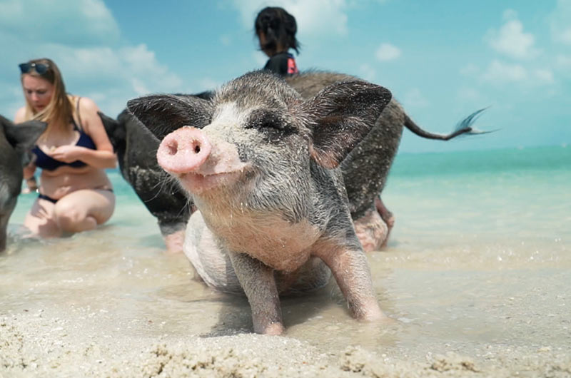  Koh Samui Activity Guide-Ayany